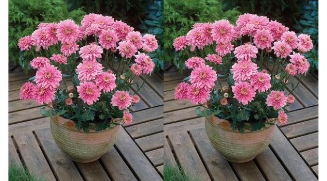 how to grow chrysanthemums from cuttings from a bouquet