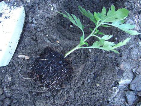 cómo cultivar хризантему de ramo en la olla
