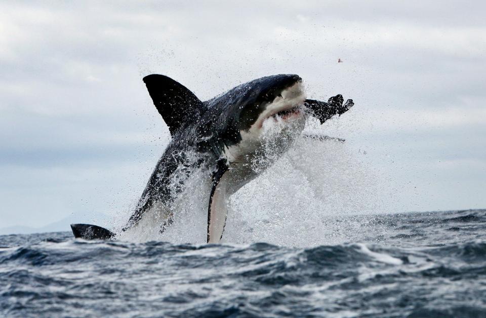 tiburón salta fuera del agua