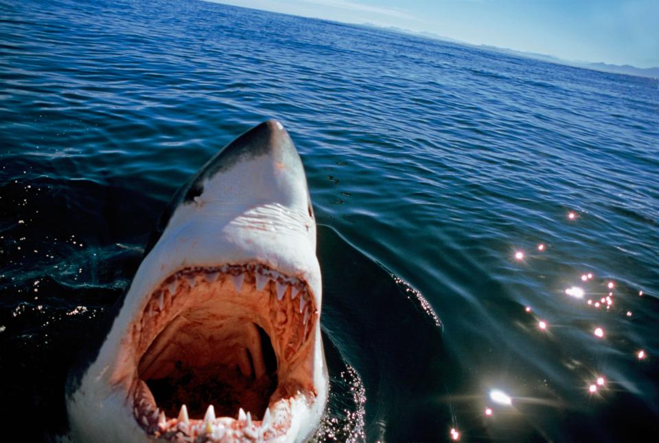 акулья boca durante o sono