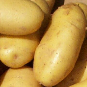 batatas gala descrição variedades de foto