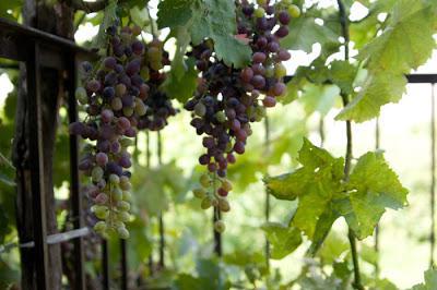uprawa winogron z kości