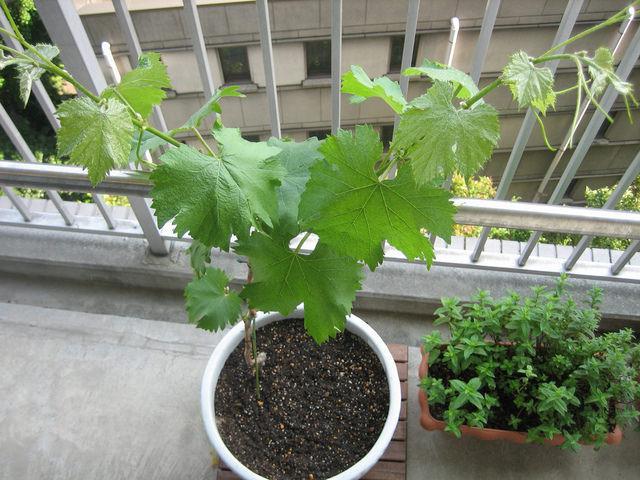 growing grapes saplings