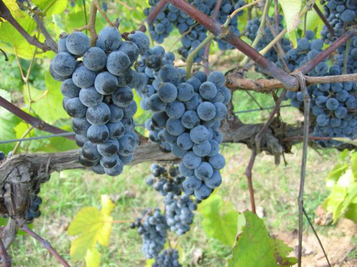 métodos de cultivo de uvas