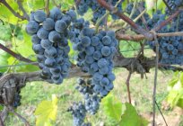 The grapes: grown from seed in the home, especially care