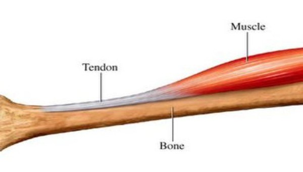 what is the tendon