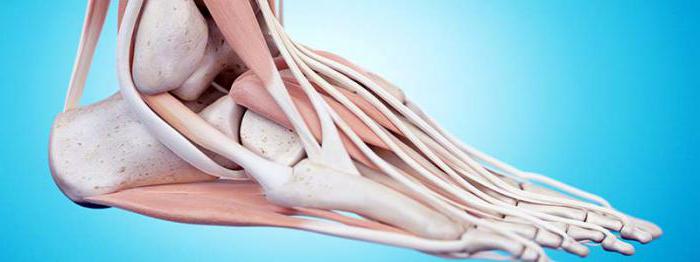 la función de los tendones