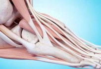 What is the tendon: definition, function, examples