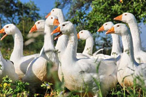 how to tell a gander from the goose by their appearance photo