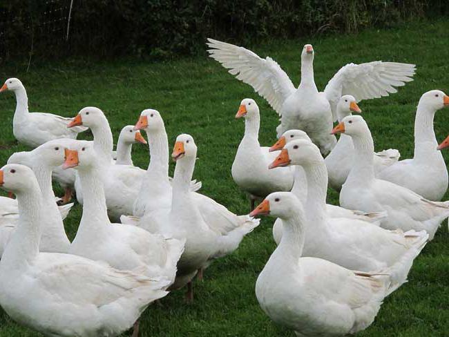 how to tell a gander from the goose by their appearance