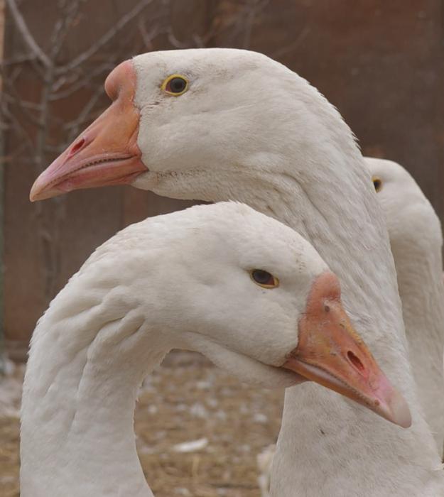 how to tell a gander from a goose lindovskaya breed