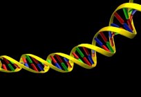 のどの部分のDNAの糖? 化学的基礎のDNA構造