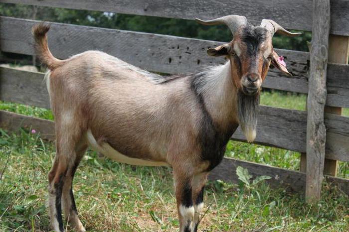 Goats breeds Kiko
