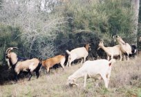 Meat breed goats. Names, description, species, characteristics