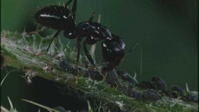 el jardín de las hormigas de la lucha