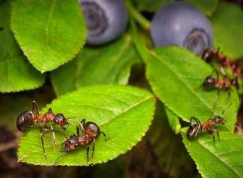 las hormigas de jardín lucha con ellos