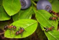 Luta com садовыми formigas - um caso de honra de qualquer cultivador