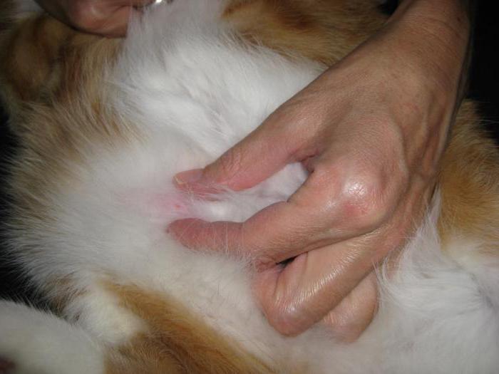пухлина молочної залози у кішки операція