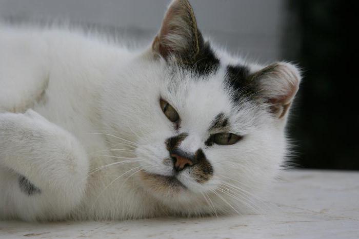 пухлина молочної залози у кішки скільки проживе