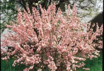 Shrubs: almond - beauty in your area