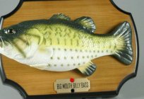 Fish bass: description, habitat, characteristics and properties