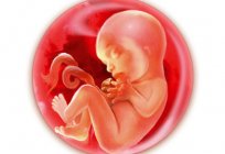 20 semana de embarazo: ¿qué pasa con tu bebé y la mamá