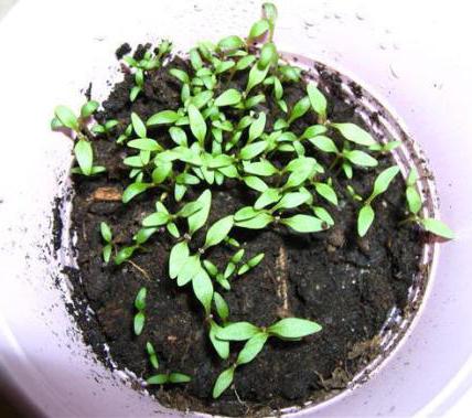 ıspanak çilek yetiştiriciliği tohum