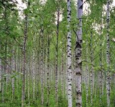 useful properties of birch buds