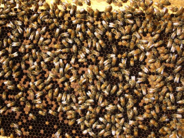 закармливание Bienen für den Winter
