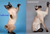 Tailandesa y un gato siamés: diferencias y similitudes, la descripción de la foto