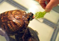 Haustiere: красноухие Schildkröten - Wartung und Pflege