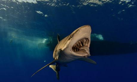 Червоне море акули