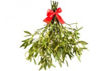 Mistletoe: the therapeutic properties and contraindications, reviews