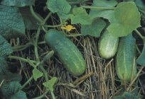 Lukhovitskiy cucumber: the description, photo and reviews