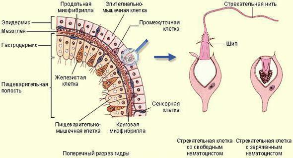 the structure of the cells of Hydra