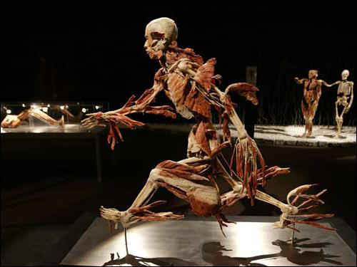 die Anatomie des menschlichen Körpers Ausstellung Minsk