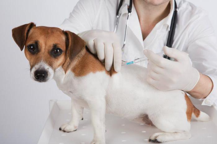 köpekler için aşı programı