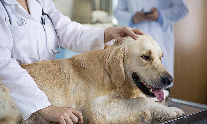 la vacuna contra la rabia el perro de las reglas básicas de