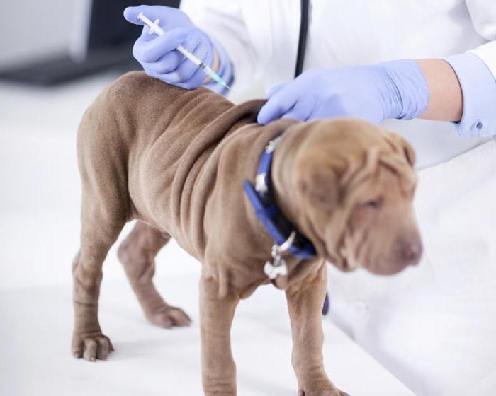 Impfstoff gegen Tollwut für Hunde