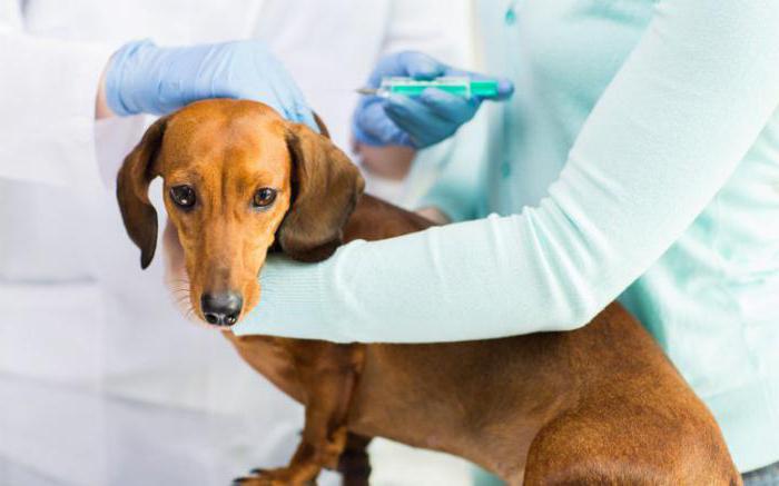 wie wirkt die Impfung gegen Tollwut bei Hunden