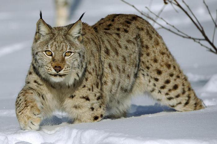 interesting facts about lynxes