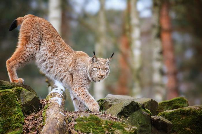 facts about lynxes