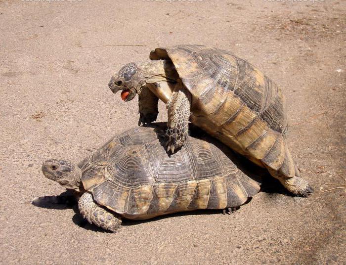 сухопутна черепаха у скільки років вона злучається