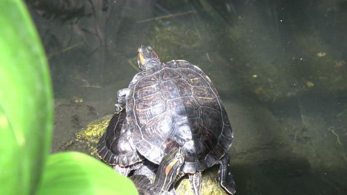 how to mate the red-eared terrapins