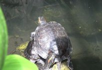 Cómo se aparean las tortugas terrestres y rojos