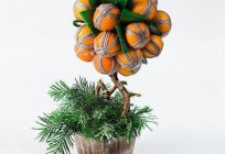How to create a tangerine tree with your own hands?
