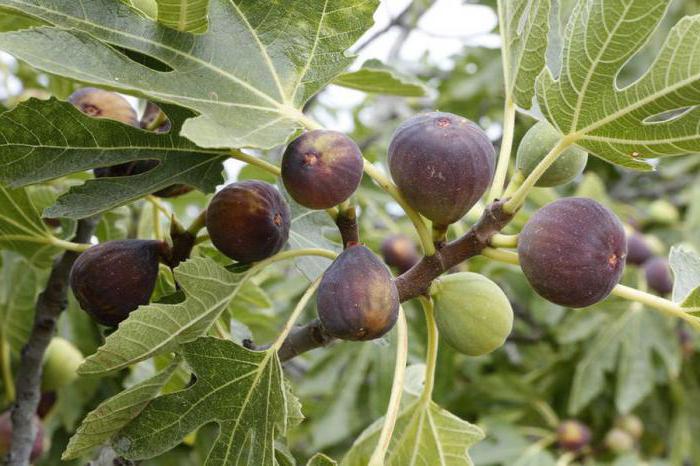 dried figs benefits and harms to the body