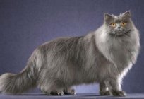 British longhair cats: history, standards, character, content
