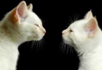 Ruja u kotów: kiedy na nią czekać i co robić