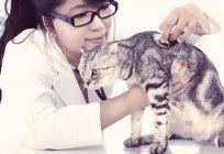 Calcevirus infection in cats: symptoms and treatment